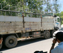 Nhóm người phá rừng thông đặc dụng gần lăng vua Gia Long dọa 'xử' lực lượng chức năng