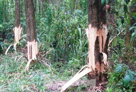 Chủ tịch xã bị tố chặt phá rừng cây của dân: Kết luận chính thức