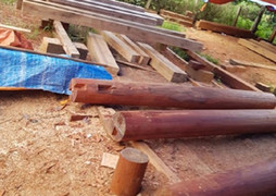 Phát hiện nhiều điểm tập kết gỗ lậu quy mô lớn ở Đắk Lắk