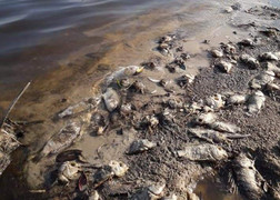 Ô nhiễm nguồn nước, cá chết trắng hồ thủy lợi Huế