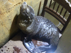 Dân đổ xô xem con vật giống hải cẩu trôi dạt vào bờ biển Thừa Thiên - Huế