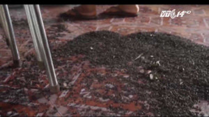 Clip: Hãi hùng bọ đầu đen nhung nhúc trong nhà dân ở Đồng Nai