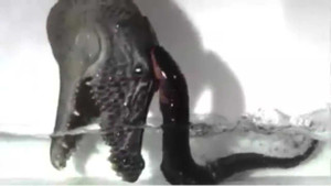 Clip: Lươn điện hung hãn chích điện tiêu diệt 'kẻ thù'