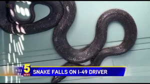 Đang lái xe, bị rắn dài hơn 1m 'hỏi thăm'