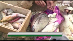 Cận cảnh 30 tấn cá nục đông lạnh chứa chất cực độc ở Quảng Trị