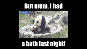 Phì cười clip gấu trúc mẹ bắt con đi tắm