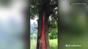 Kỳ quái cây bốc cháy ngùn ngụt từ trong thân