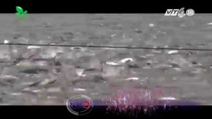 Thương lái Trung Quốc bất ngờ thu mua cá tra quá lứa