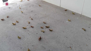 Cào cào tấn công nhà dân ở Cần Thơ