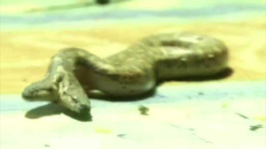 Phát hiện rắn 2 đầu dài 10cm cực hiếm trong vườn thú