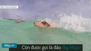 Cận cảnh hòn đảo toàn lợn bơi nhanh như kình ngư