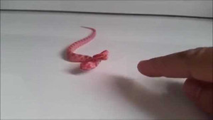 Rắn con mới sinh hung tợn đớp tay người