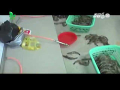 Mẹo nhận biết tôm bơm tạp chất