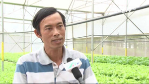 Thành tỷ phú nhờ trồng rau thủy canh