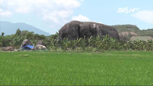 Bí ẩn ngôi làng liên tục bị sét đánh ở Khánh Hòa