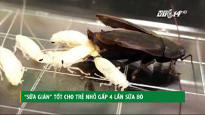 Sữa gián tốt cho trẻ nhỏ gấp 4 lần sữa bò