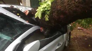 Hà Nội: Cây cổ thụ bật gốc đè bẹp ôtô, cây cối đổ la liệt đường