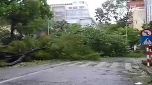 Hà Nội: Cây đổ rạp, nhiều phố... không lối thoát