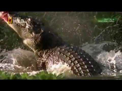 Cá sấu khổng lồ 'xẻ thịt' Kangaroo thảm hại