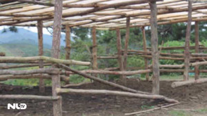 Dùng xe tải trộm 28 con trâu trong đêm