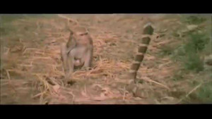 Khỉ đại chiến bất phân thắng bại với hổ mang chúa