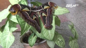 Phát hiện con bướm lớn nhất thế giới, sải cánh 30cm ở Trung Quốc