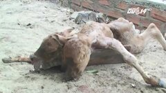 Bò đẻ ra bê 2 đầu ở Bình Định