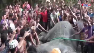 Voi 4 tấn bị lũ cuốn phăng 1.000 km vẫn sống sót kỳ diệu