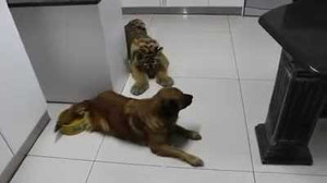 Hổ bị chó dạy dỗ, lủi thủi không dám đến gần