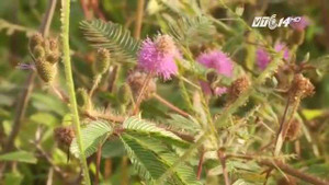 Công dụng kỳ diệu của cây xấu hổ