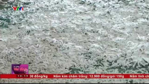 Bắt quả tang cơ sở sử dụng chất tẩy rửa công nghiệp chế biến cá cơm