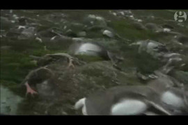 Đàn tuần lộc hơn 320 con bị sét đánh chết la liệt trên núi