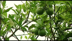 Cách chọn chanh ngon, sạch