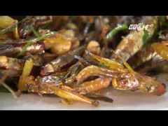 Thơm ngon cào cào mùa lúa trổ