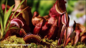 Mục sở thị những cú bắt mồi chết chóc của cây ăn thịt