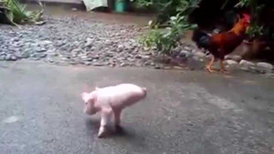 Nghị lực của chú lợn chỉ có 2 chân vẫn tập đi