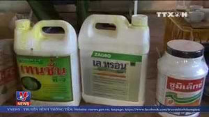 Bắt quả tang cơ sở nhúng hóa chất ép chín sầu riêng ở Lâm Đồng