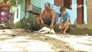 Chó mẹ nuôi dưỡng lợn con mồ côi như con đẻ