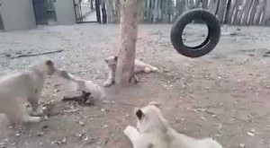 Chó con 'sừng sỏ' nhe nanh, quát nạt 3 chúa sơn lâm