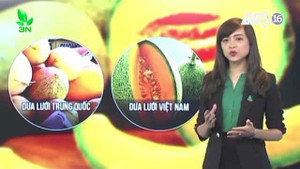 Cách phân biệt cam, hồng giòn, dưa lưới Việt Nam và Trung Quốc