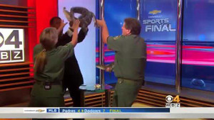 Cá sấu con hung tợn dọa biên tập viên truyền hình sợ 'mất mật'