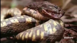 Xơi nhầm ếch độc, rắn chết ngay tại chỗ