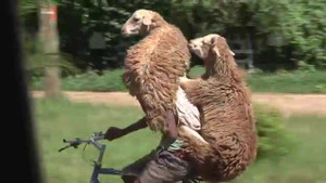 Cười vỡ bụng clip người đàn ông đạp xe chở cừu đi ngắm phố phường