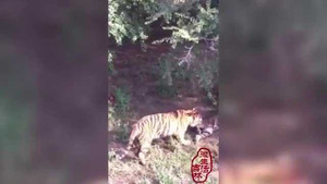 Hổ cái bị 7 con hổ cùng đàn tấn công, xé xác ngay trong công viên