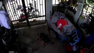 Clip cẩu tặc quăng bả trộm chó táo tợn ở TP.HCM