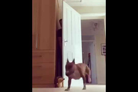 Clip hài hước về chú chó cuống cuồng đi tìm chủ