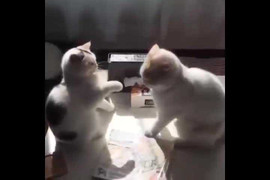 Clip mèo đánh nhau phiên bản 'cực chậm' thu hút cộng đồng mạng