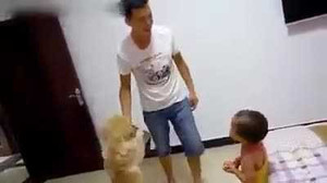 Phì cười clip chú chó ra sức bảo vệ em bé khỏi bị bố đánh mắng