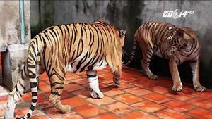 Hổ nuôi vồ chết người ở Bình Dương