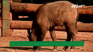 Chú trâu đầu tiên ra đời nhờ thụ tinh trong ống nghiệm